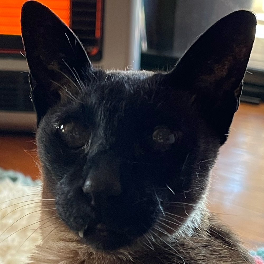 Meet your Posher, Deanne and Ruby 🐈‍⬛.